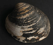 A leaf slug or leaf sheep