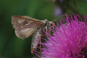 Close-up of a moth sitting and feeding on a lilac flower..