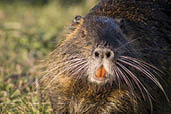 Close-up photo of a nutria also called coypu or river rat.
