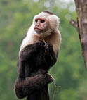 A capuchin monkey sitting on a tree.