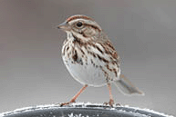 Song Sparrow on a perch in winter
