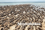 Stromatolites  on a beach in Western Australia.