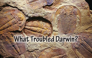 The title of this article is WHAT TROUBLED DARWIN? with a picture of ancient trilobites (500 million Year old) in a stone.