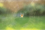 Close-up of spider weaving web in forest.