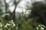Arabidopsis thaliana