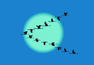 Birds flying