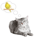 Cat thinking of bird