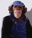 Chimpanzee in coveralls