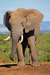 Large African elephant bull (Loxodonta africana), Addo Elephant National park, South Africa.