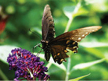 A butterfly on a flower