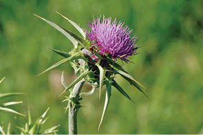 Milk thistle flowerhead