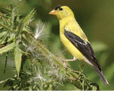 Goldfinch at thistle seeds