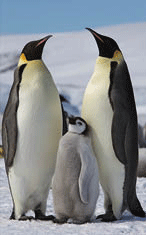 Penguins