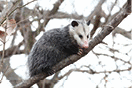 An opossum on a tree branch
