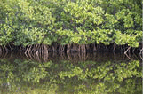 Mangroves