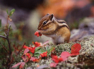 A chipmunk