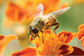 Honey bee on a flower