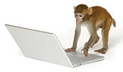 Chimpanzee and computer