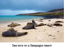Sea lions on a Galapagos beach