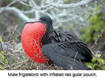 Male frigatebird with inflated red gular pouch