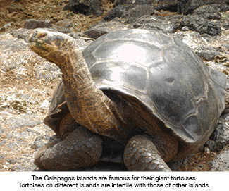 The Galapagos Islands are famous for their giant tortoises.