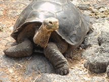 A giant tortoise