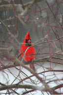A cardinal in winter