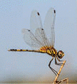 a dragonfly