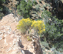Plants grow in any place they can in the canyon.