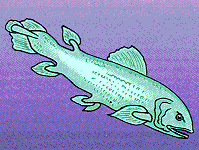 Coelacanth--Primitive Fish