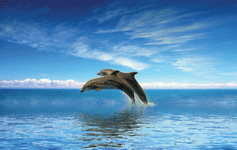 Whales in the ocean