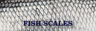 The title of this article is Fish Scales