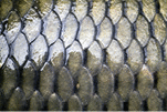 A close-up picture of fish scales