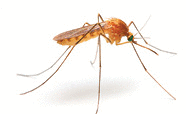 a mosquito
