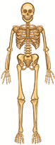 A front view of the human skeleton