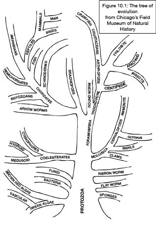 Tree of Evolution
