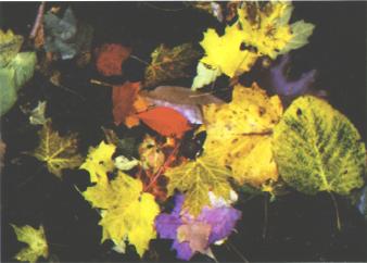 Up close view of autumn leaves