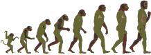 Chart showing evolutionary progression of ape to man
