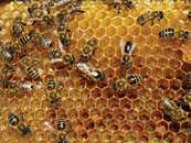 Bees in hive