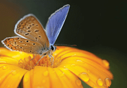 Butterfly  visiting a flower
