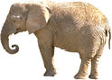 An elephant