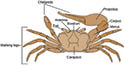 A diagram of a fiddler crab