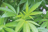 A marijana leaf