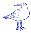 sea gull